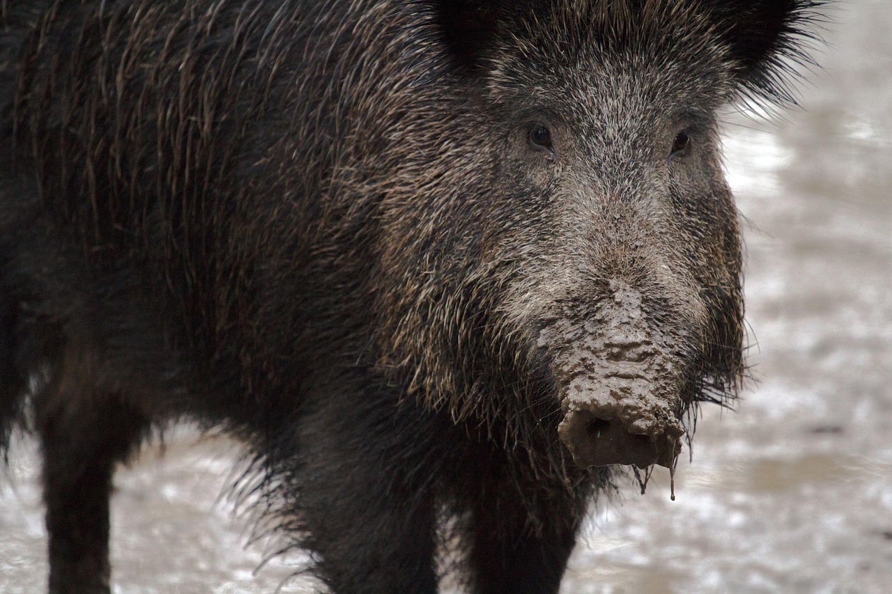 Fauna selvatica, la Regione Basilicata assume la gestione dei centri di recupero