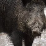 Fauna selvatica, la Regione Basilicata assume la gestione dei centri di recupero