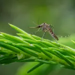 Matera, disinfestazione notturna il 29 e 30 aprile: orari e avviso
