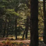 Basilicata, Lacorazza: criteri sui Comuni montani e forestazione