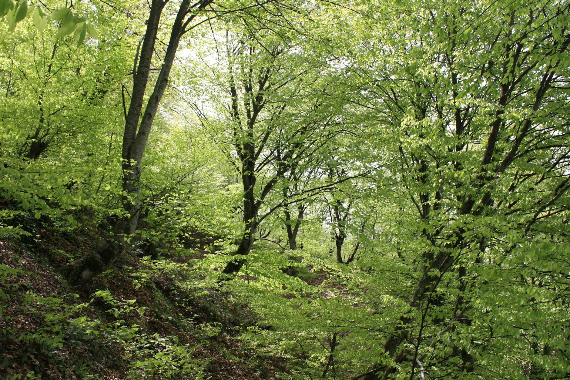 Forestazione in Basilicata, il 19 maggio tavolo Regione-sindacati sul futuro del comparto