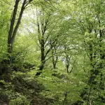 Forestazione in Basilicata, il 19 maggio tavolo Regione-sindacati sul futuro del comparto