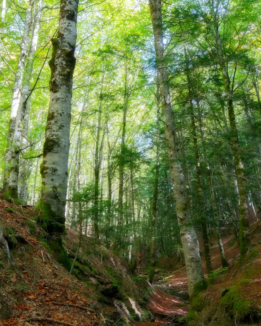 Forestazione in Basilicata, al via il confronto sul nuovo contratto