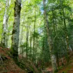 Forestazione in Basilicata, al via il confronto sul nuovo contratto