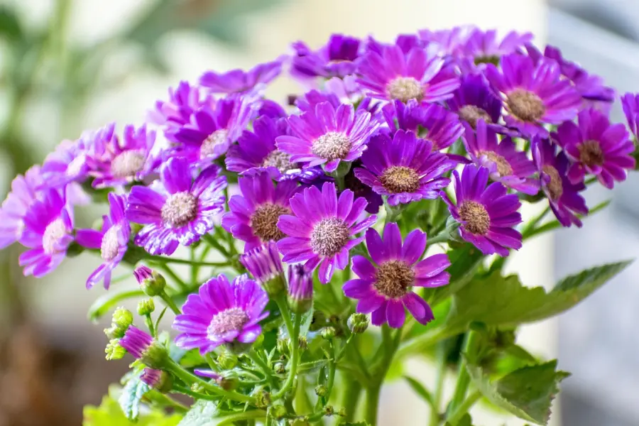 Giornate FAI di Primavera, la Basilicata apre i suoi luoghi nascosti