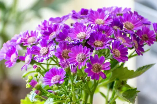 Giornate FAI di Primavera, la Basilicata apre i suoi luoghi nascosti