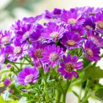 Giornate FAI di Primavera, la Basilicata apre i suoi luoghi nascosti